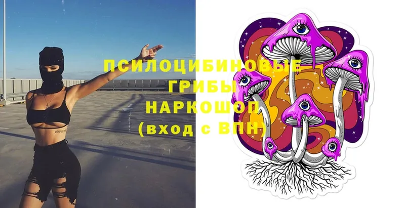 купить   Петровск  Псилоцибиновые грибы Psilocybe 